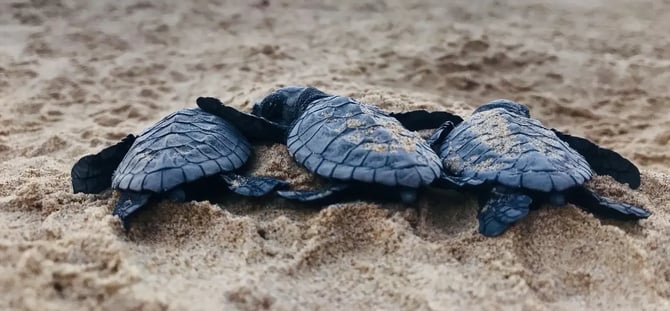 Free Things to Do near South Padre Island, TX