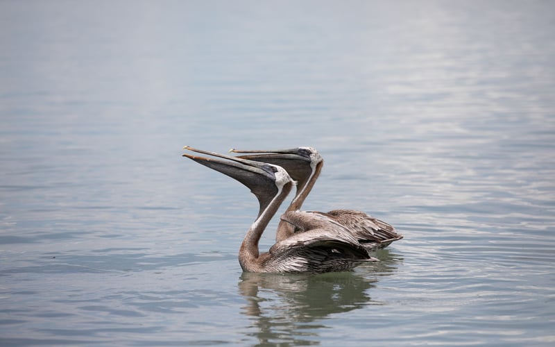 A pelican is floating on top of a body of water.
