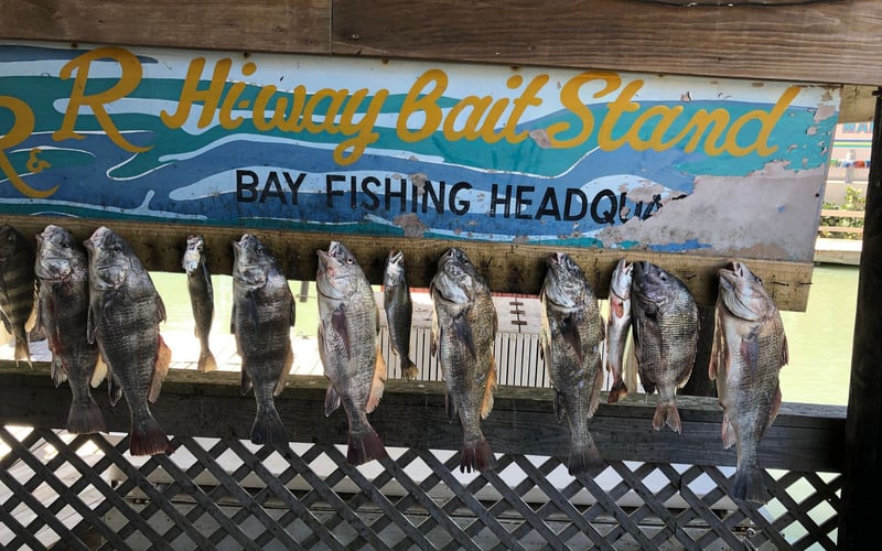 A bunch of fish hanging under a sign that says bay fishing headquarters