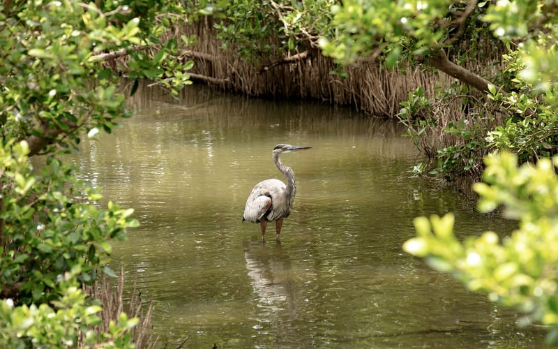 A bird is standing in the middle of a river surrounded by trees.