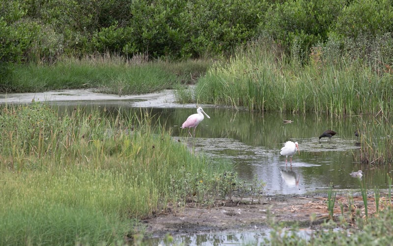 A couple of birds are standing in a pond.