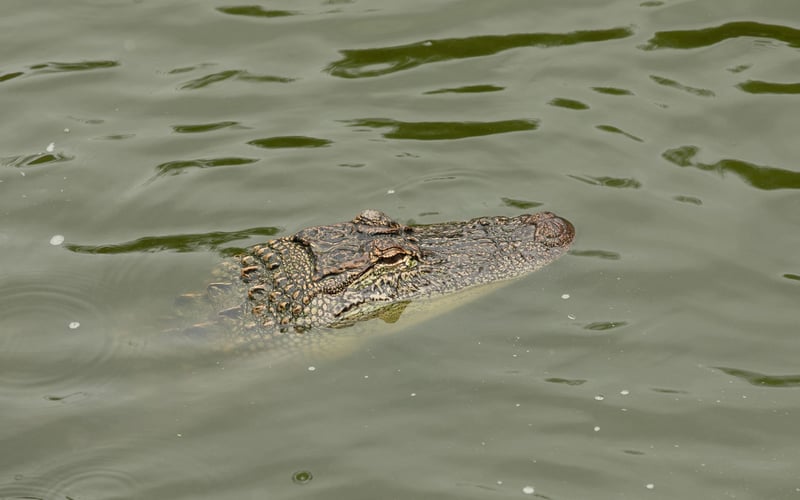 A crocodile is swimming in the water and looking at the camera.