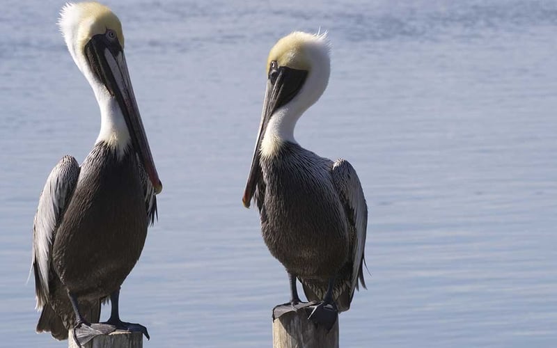 Two pelicans are perched on a post in front of a body of water.