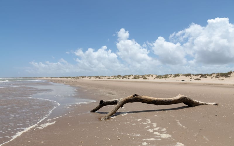 A piece of driftwood is laying on the beach near the water