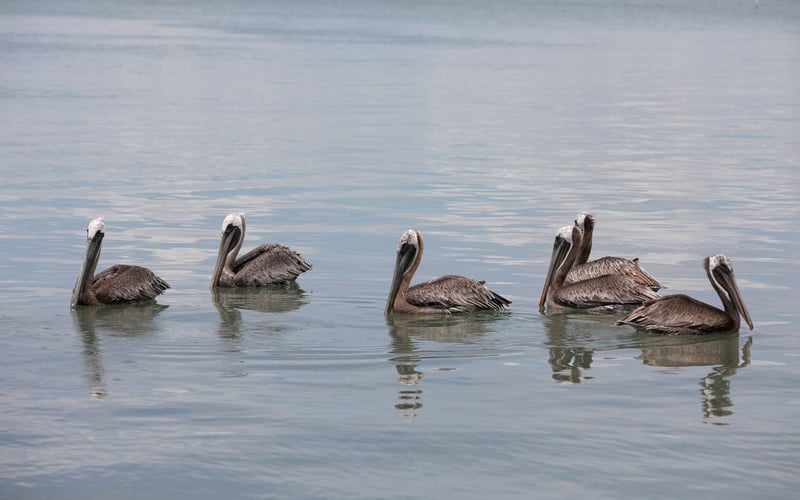 A group of pelicans are swimming in the water.