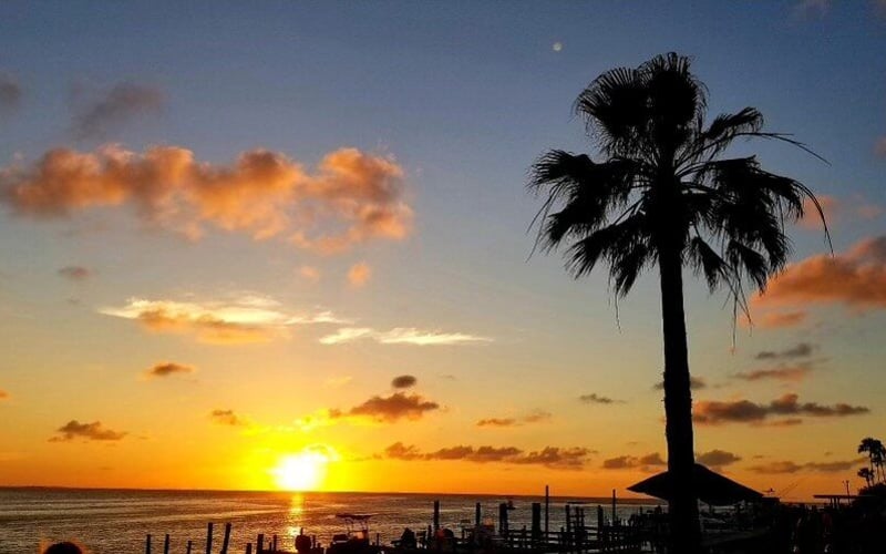 A palm tree is silhouetted against a sunset over the ocean.
